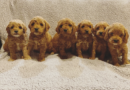 Finding the Perfect Puppy: A Guide to Choosing the Right Companion for Your Home